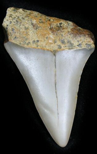 Fossil Mako Shark Tooth - North Carolina #25358